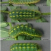 pol coridon larva5 volg1